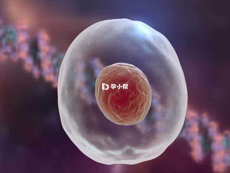 女性的卵巢功能衰退卵泡质量会受影响