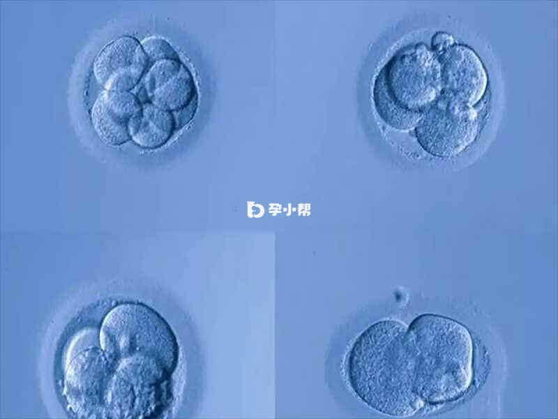 B级胚胎碎片率较低