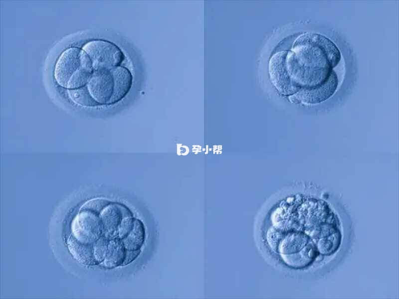 胚胎和囊胚等级介绍