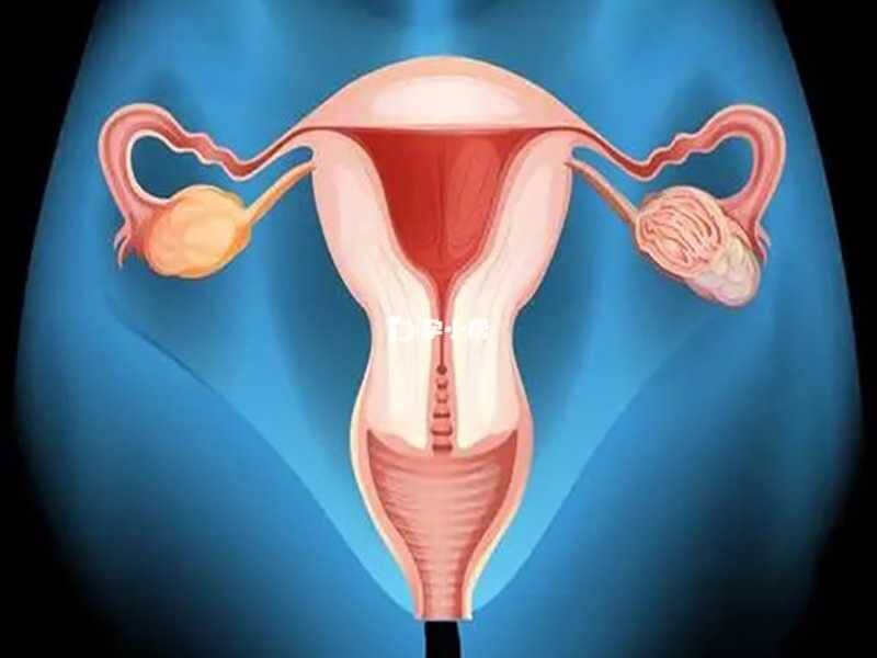卵巢好坏影响胚胎移植时间