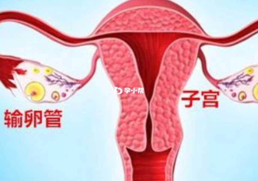 试管方案选择受卵巢功能影响