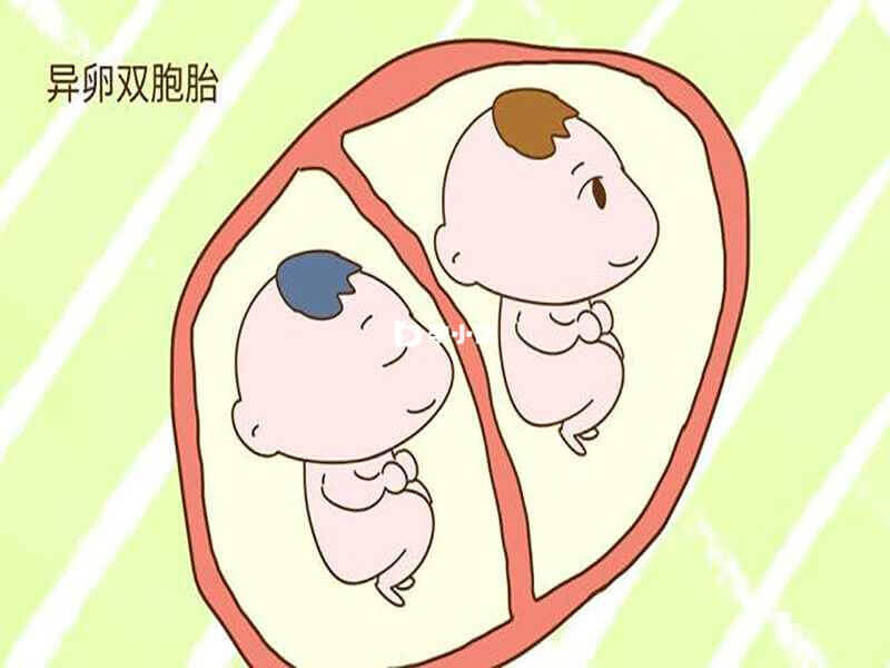同卵双胞胎和异卵双胞胎