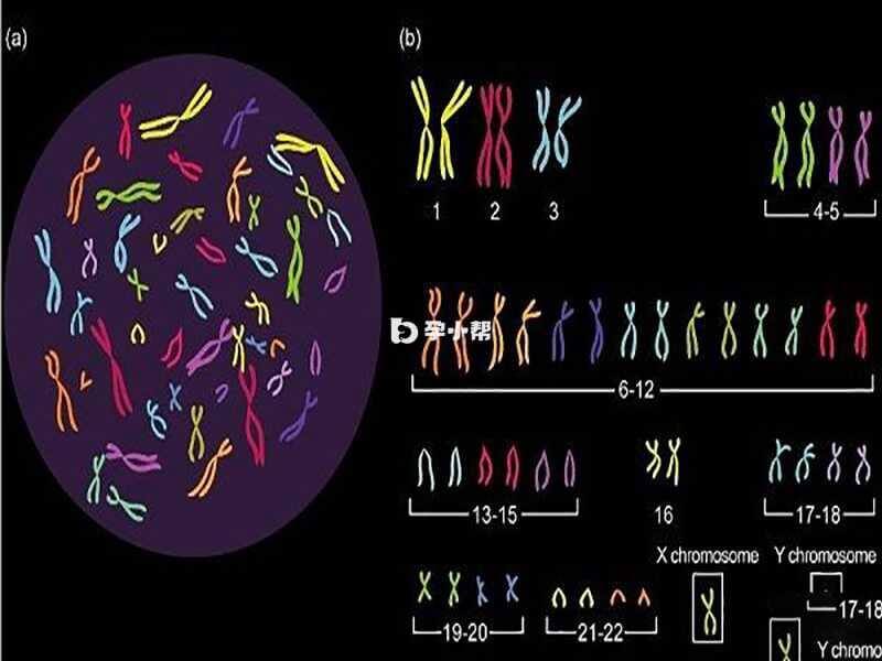 明确染色体结构完全正常的胚胎