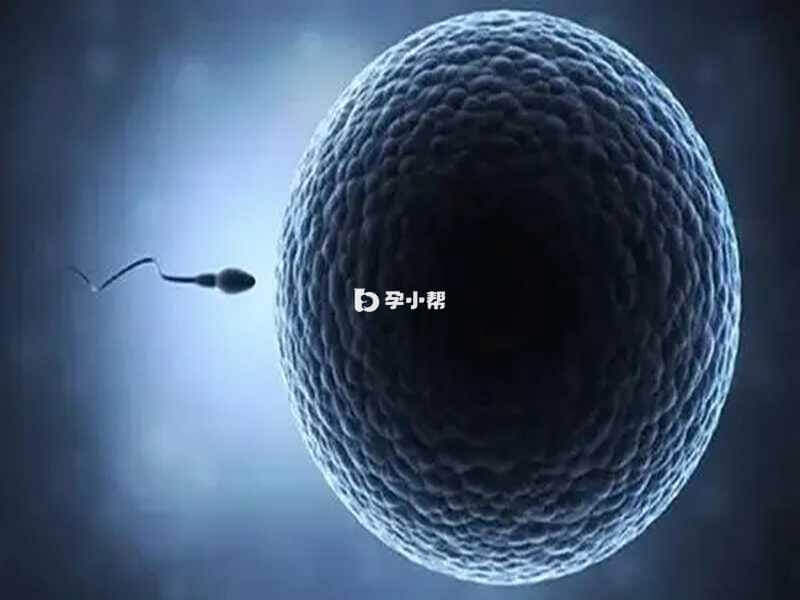 精子和卵子结合