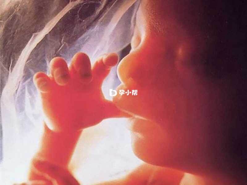 胎儿长大之后会在子宫中活动