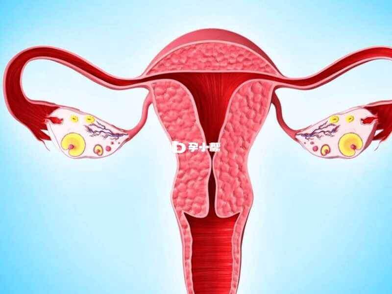 AMH可以检查卵巢的储备功能