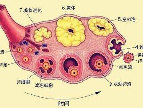 月经周期