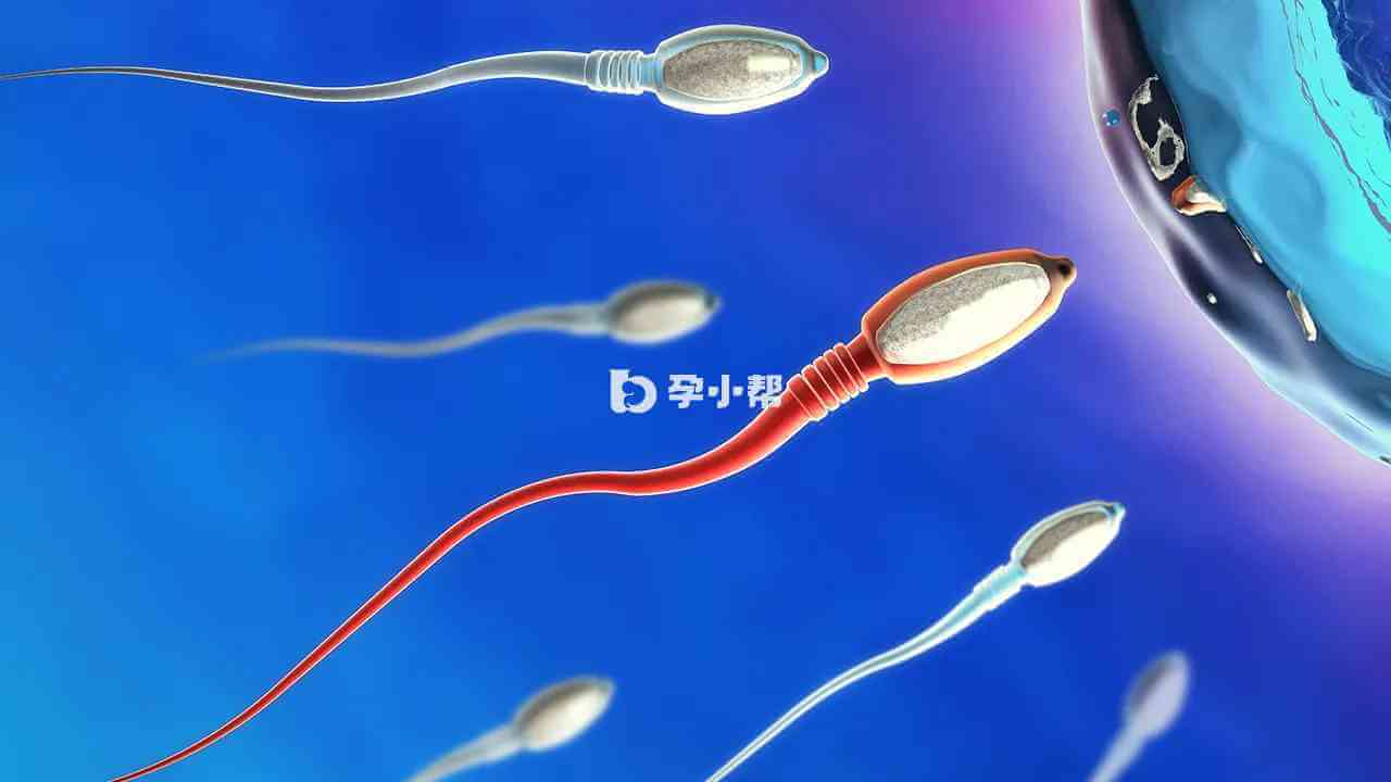 男性精子形态异常适合做试管助孕