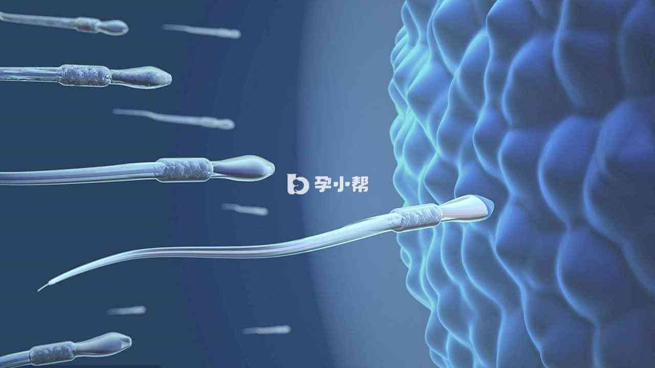 成功受孕的过程