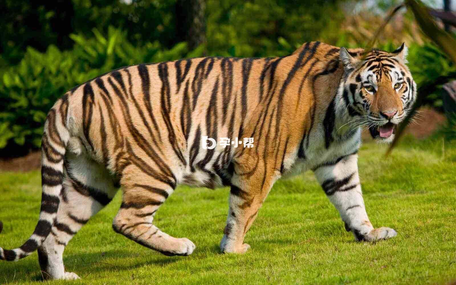 老虎