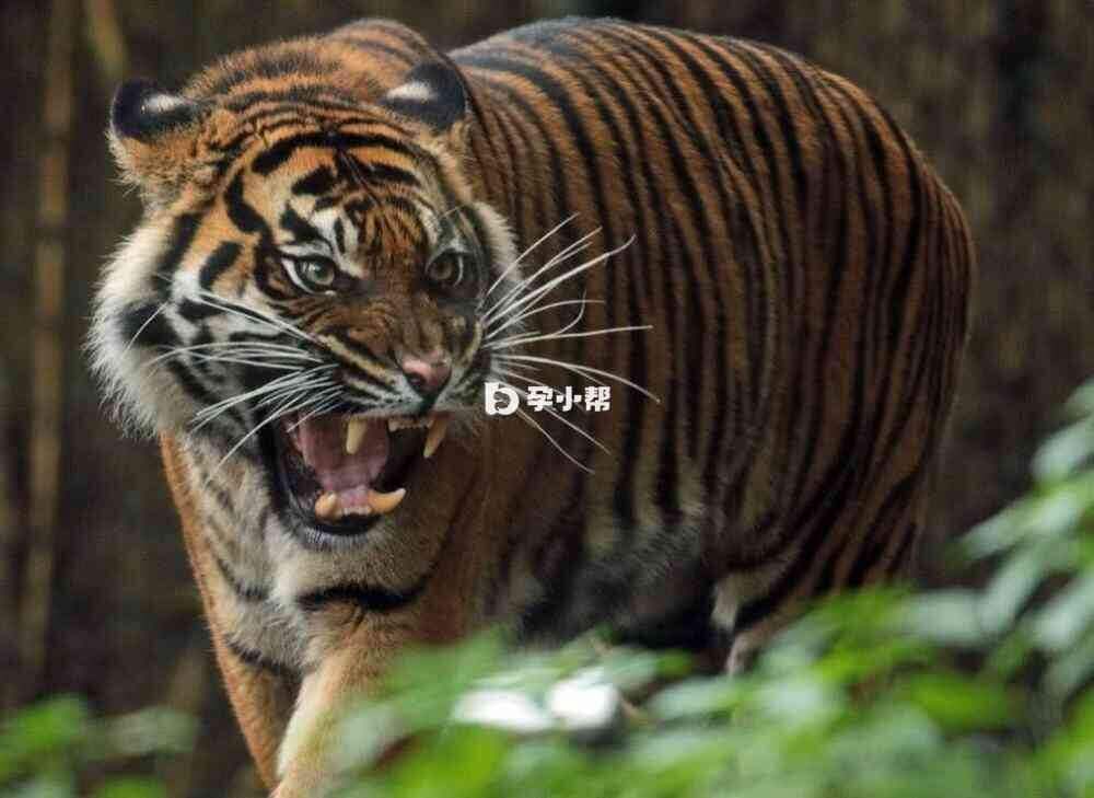 老虎咆哮
