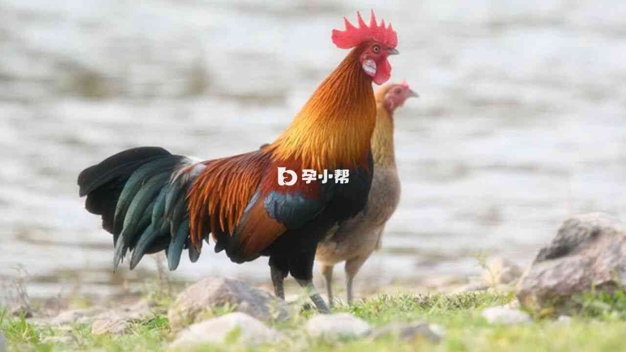 孕妇梦见鸡啄自己会发生不好的事情