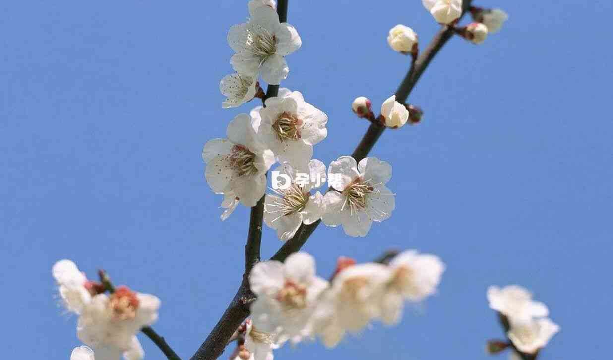 梦见树上开满漂亮的花是吉兆