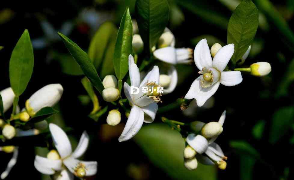梦见树上开满漂亮的花很香是吉兆
