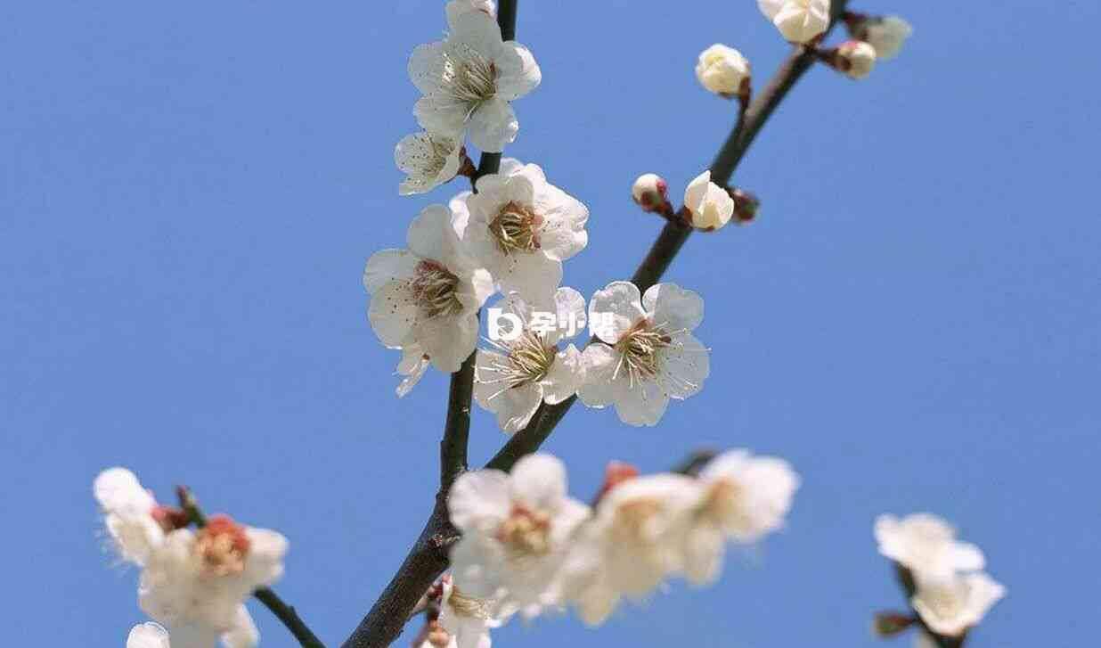 梦见树上开满漂亮的花是吉兆