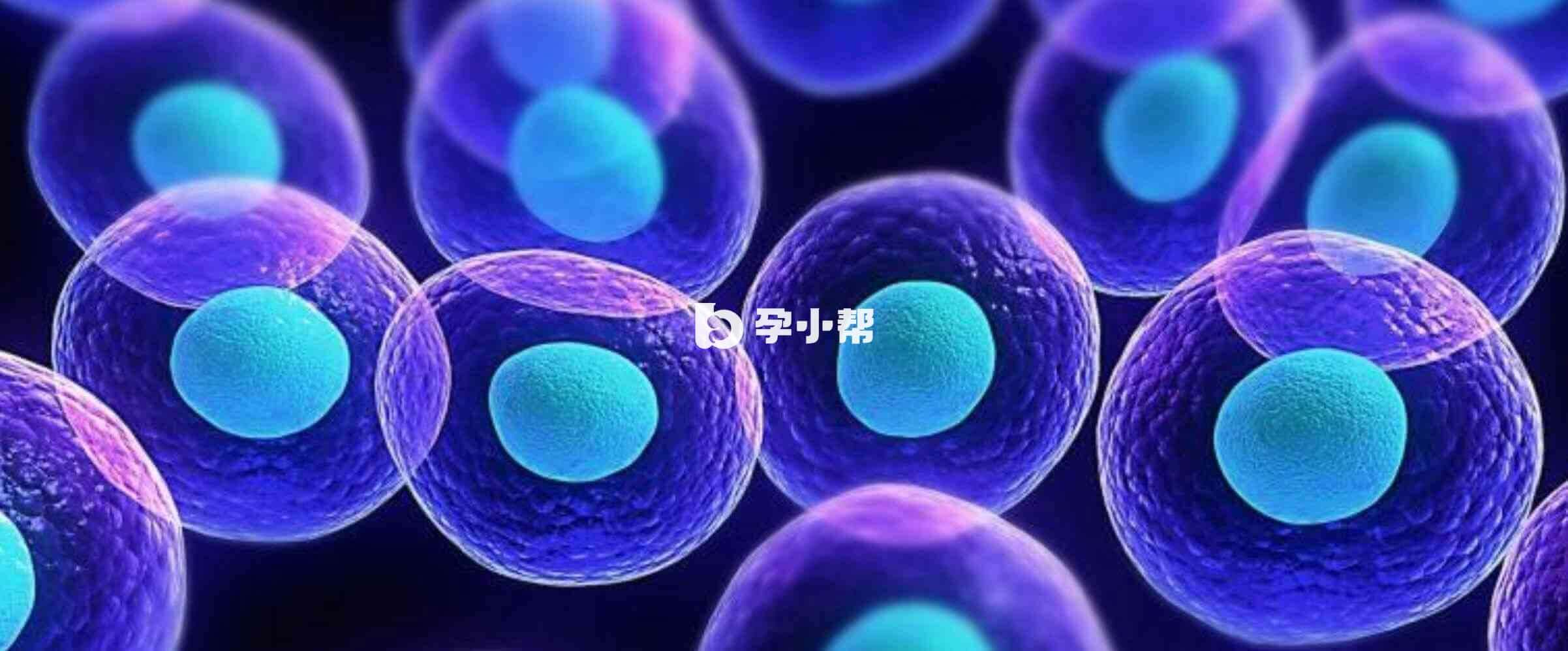 试管鲜胚移植70天差不多怀孕12周