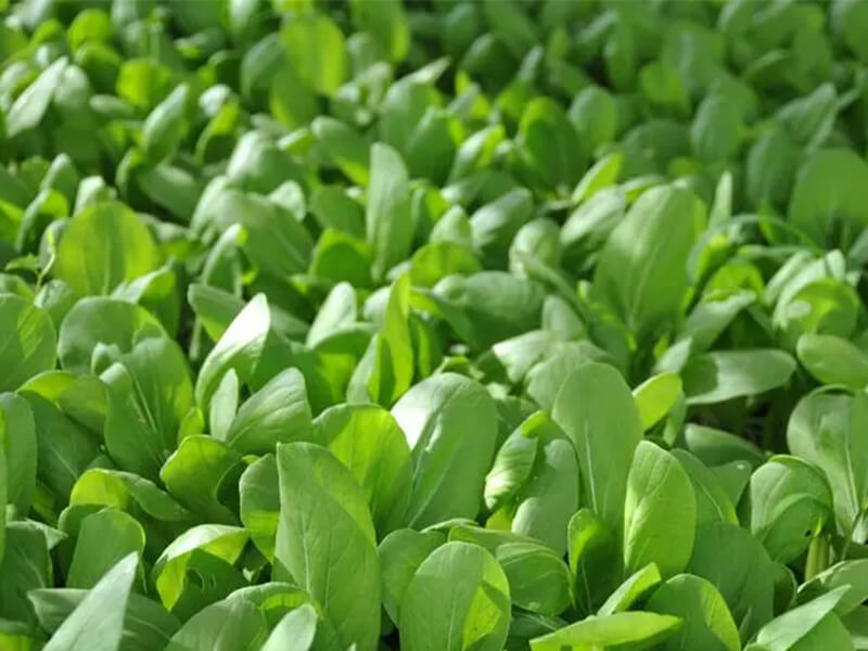 冷冻巴沙鱼不能和菠菜一起吃