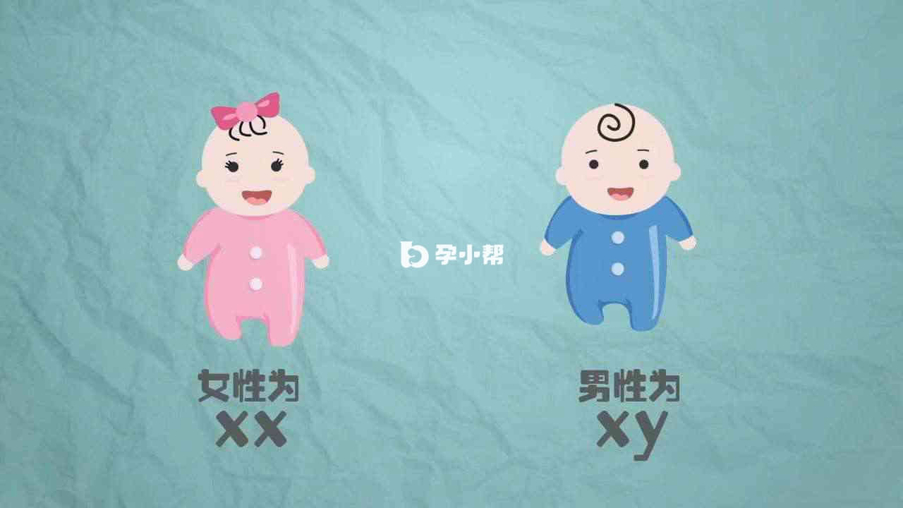 男女性别由受精卵中的染色体决定