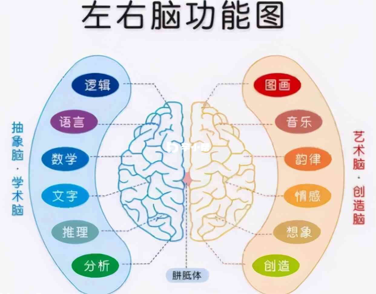 左右脑功能图