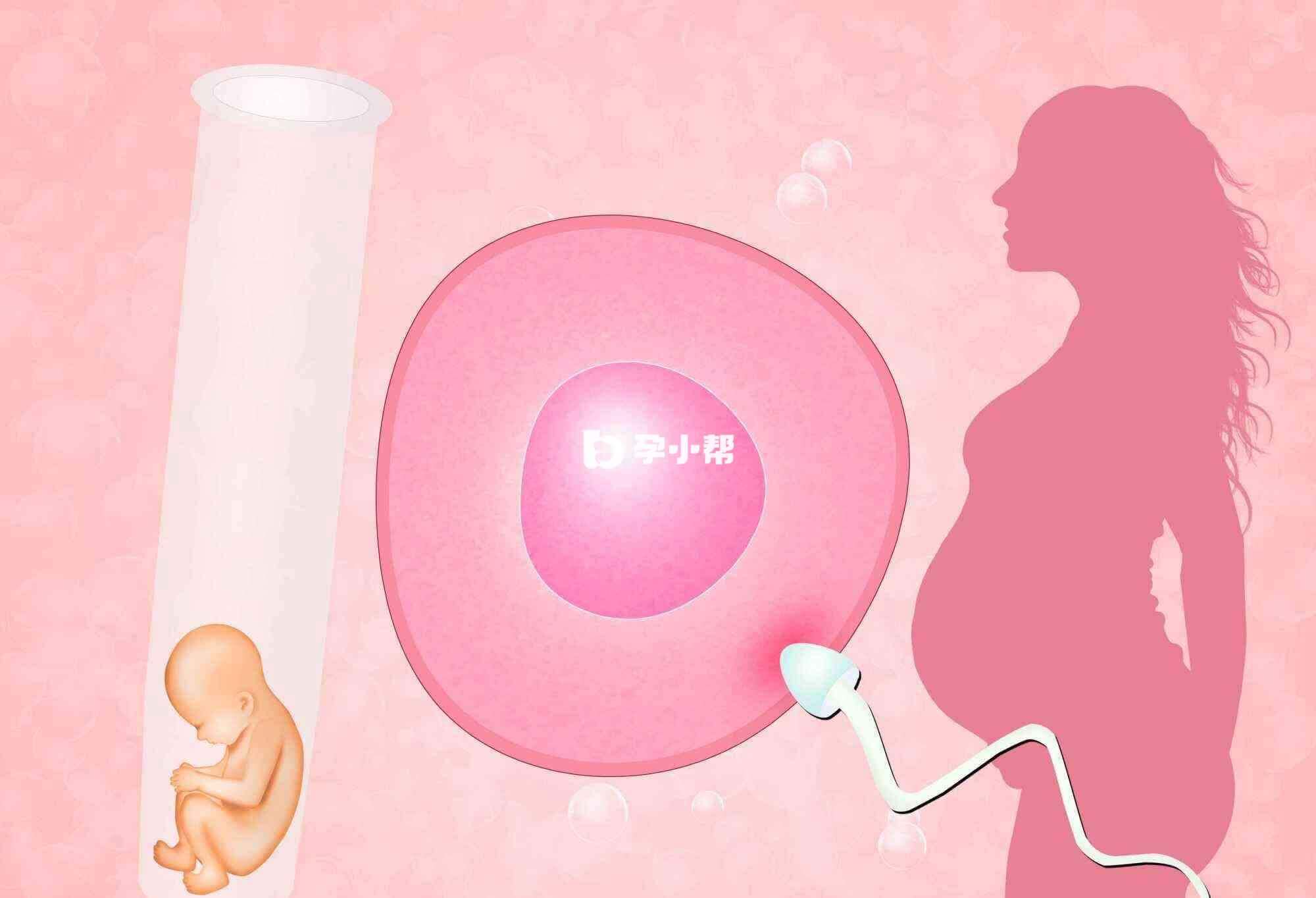 女性优质胚胎养囊有一定要求