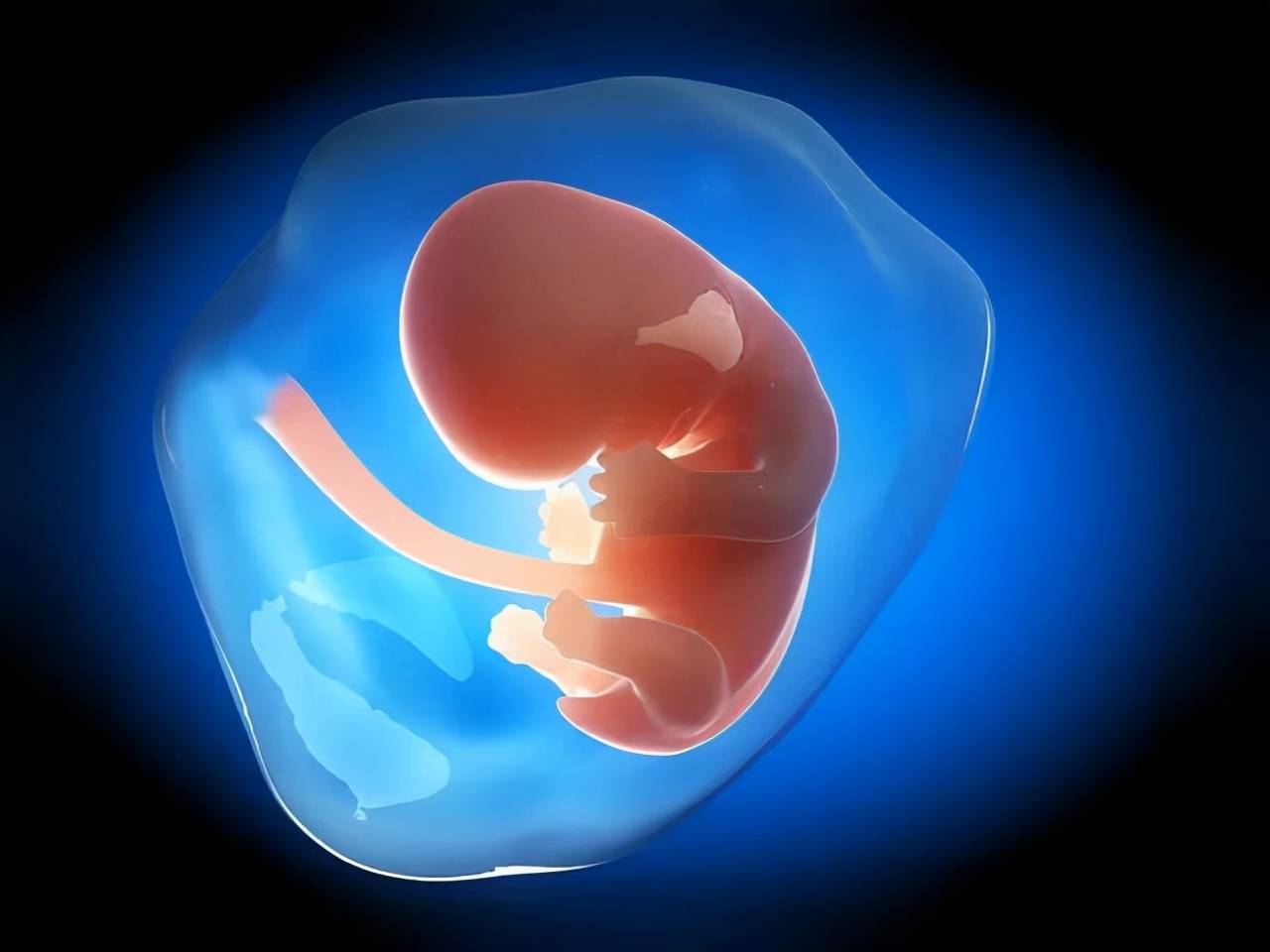 子宫是孕育胎儿的场所
