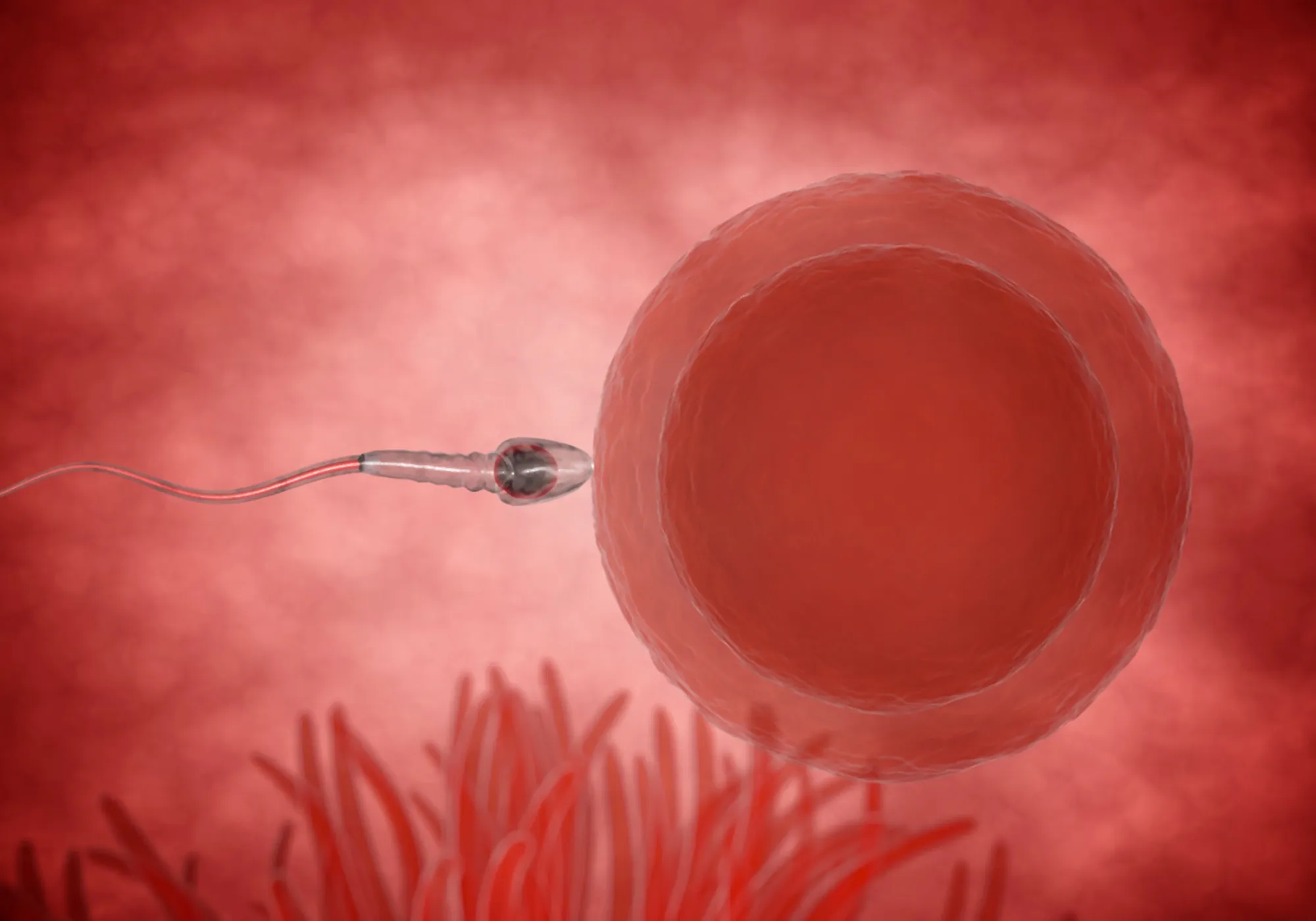 精子和卵子会在输卵管壶腹部处相结合