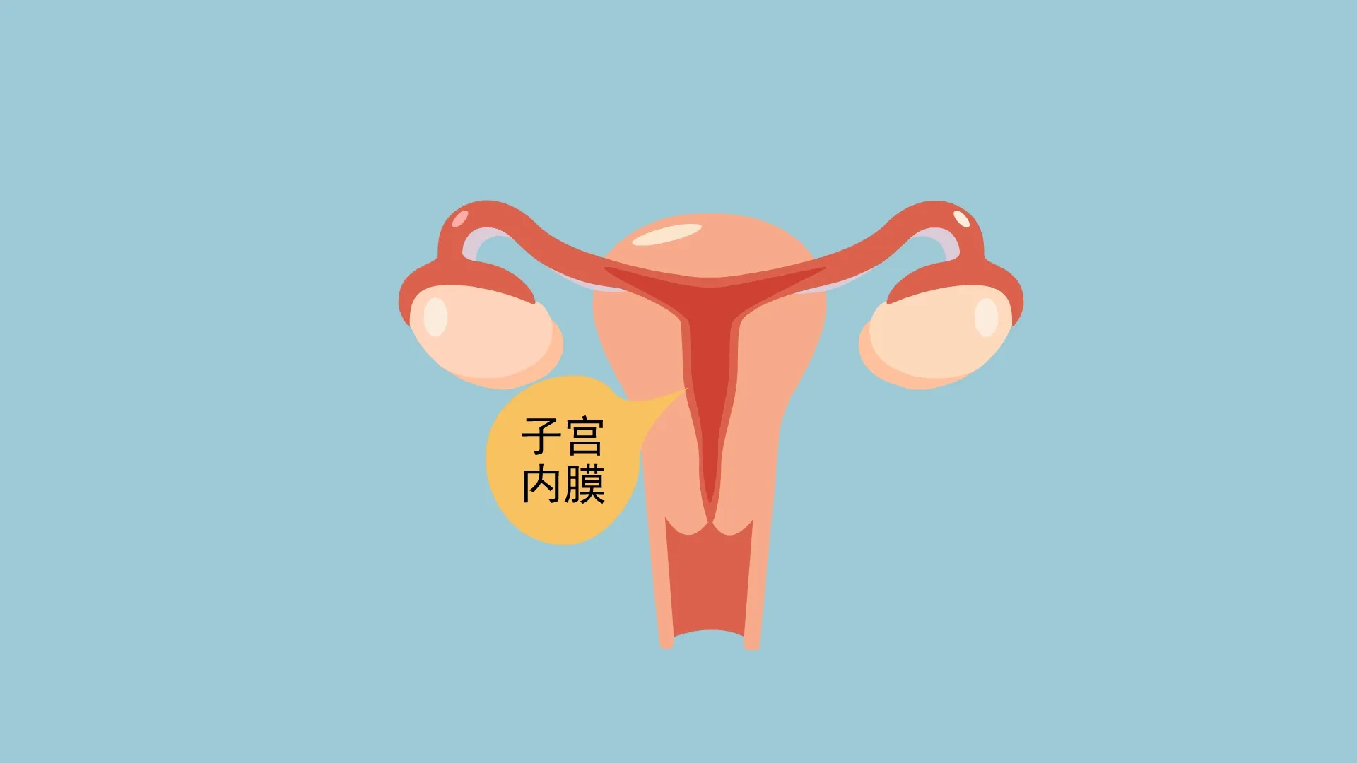 雌孕激素水平的增高会导致子宫内膜增厚