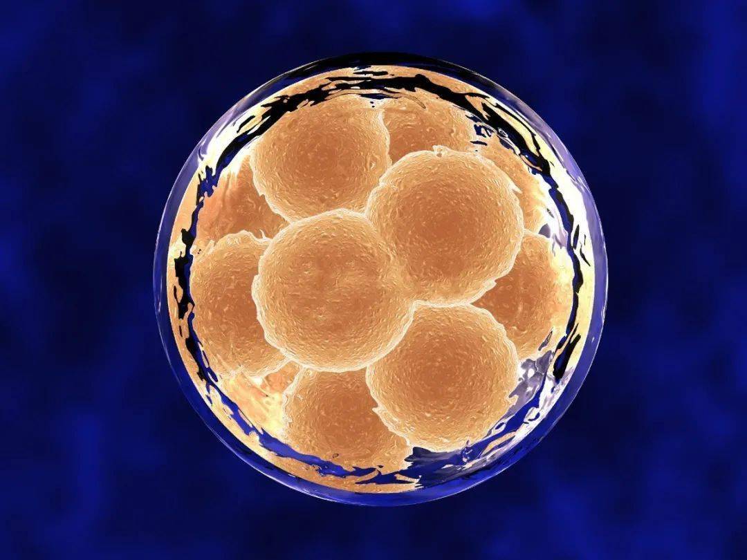 囊胚移植是养囊后的胚胎移植