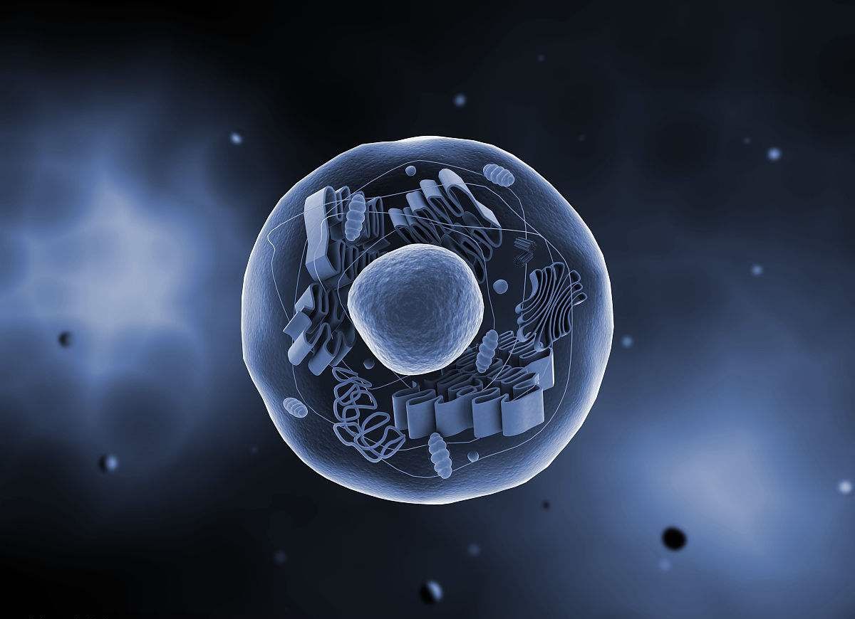 胚胎质量共分为四个等级
