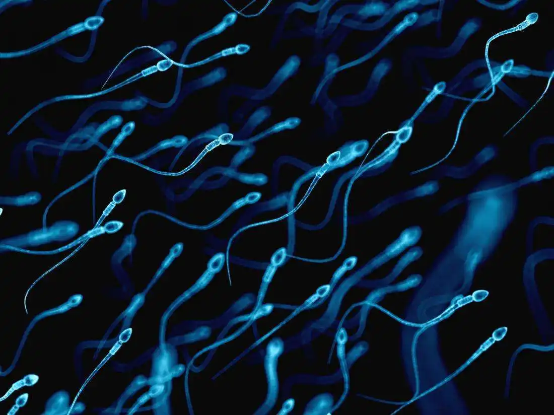 精子碎片率其实就是精子的DNA碎片率