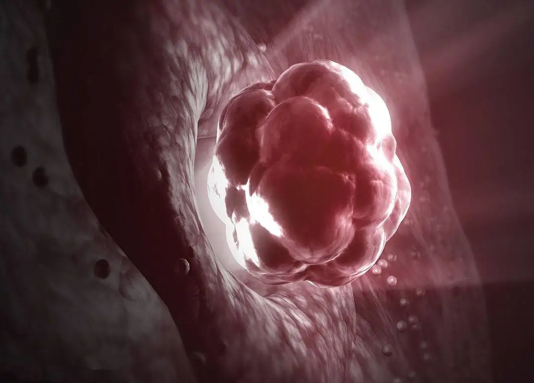 窦卵泡是卵泡发育的一个特殊阶段