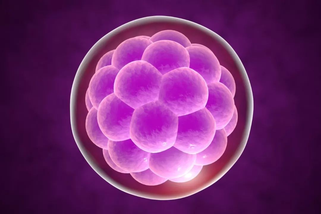 胚胎是精卵结合的受精卵