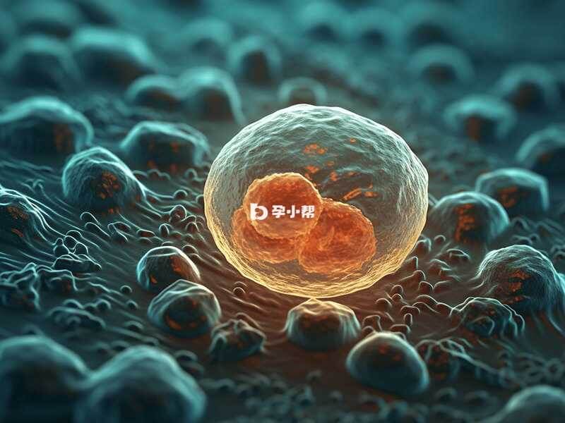 冷冻胚胎受孕几率会增加10%左右