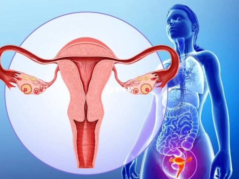 如果残角子宫较小就可以受孕