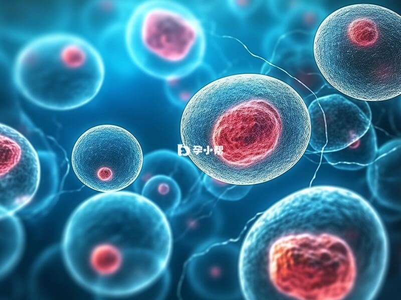 丽申宝可以促进卵泡充分发育成熟
