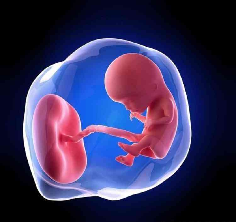 三个月胎儿成型图片图片