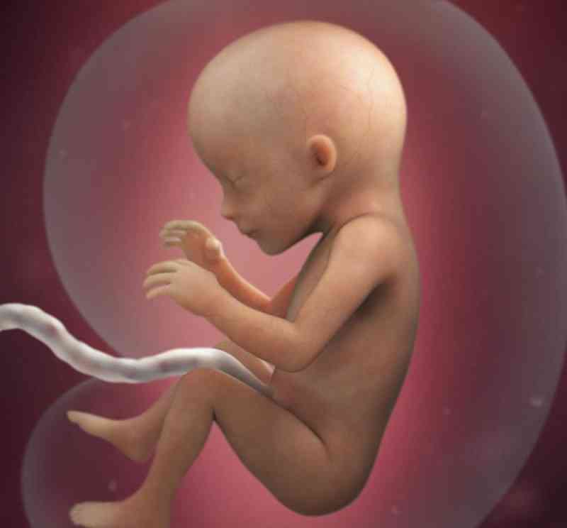 怀孕18周清晰男胎儿图图片