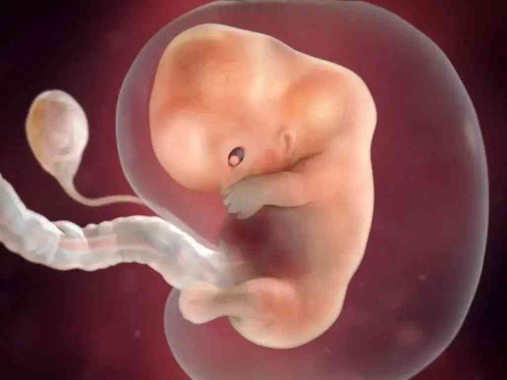 怀孕十周胎儿真实图片图片