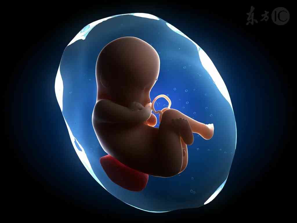 五个月的胎儿从图上能看出有多大吗