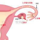 #排卵试纸强阳后多久排卵