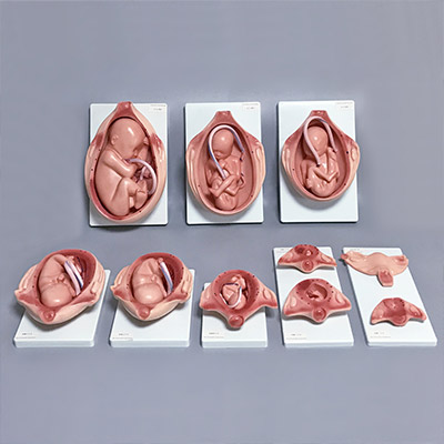#胚胎发育