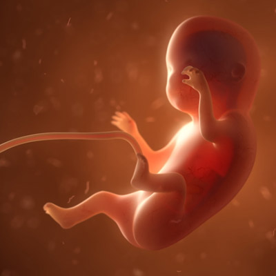 #胚胎