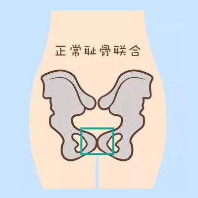 耻骨 孕妇耻骨位置图解 分享耻骨疼的缓解方法 姐妹邦